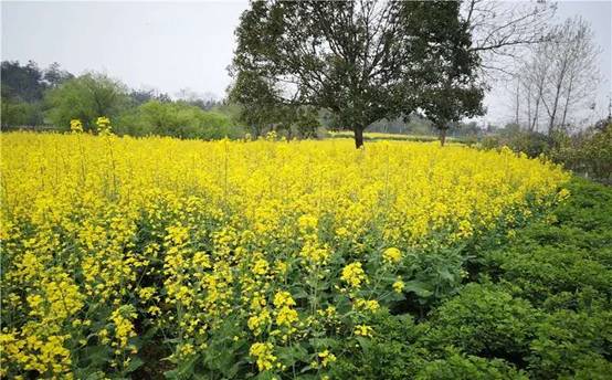 拉斯维加斯9888(中国)国际有限公司